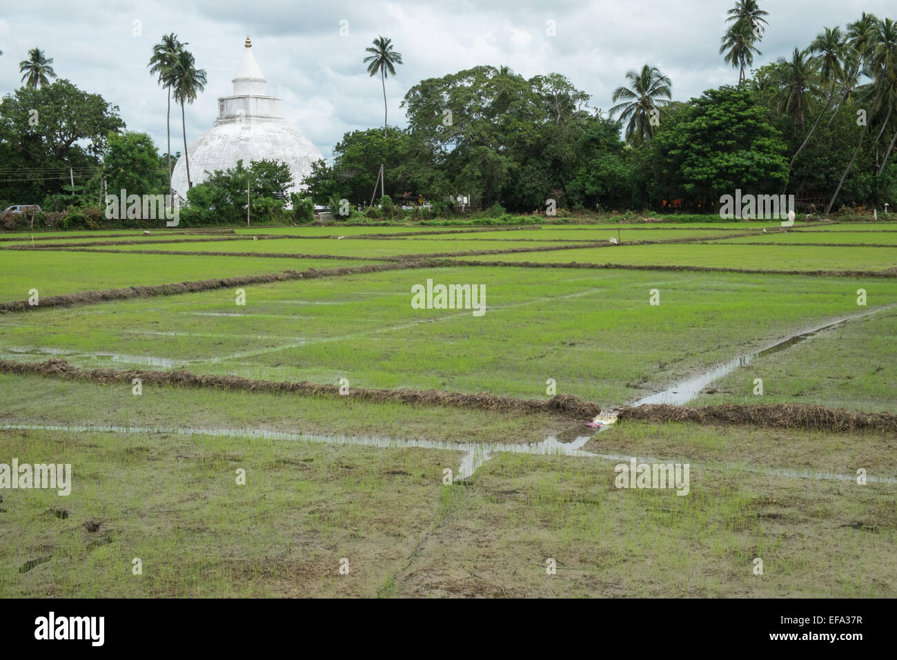 La récolte du riz avec Raja Maha Vihara, un temple bouddhiste, stupa ou ...