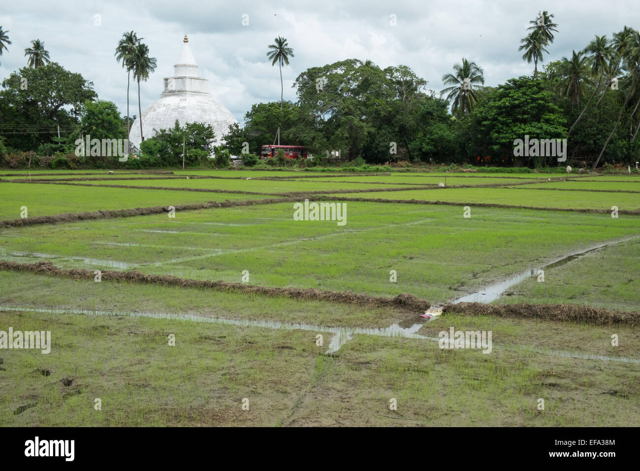 La récolte du riz avec Raja Maha Vihara, un temple bouddhiste, stupa ou dagoba à Tissa, Tissamaharama, au Sri Lanka. Banque D'Images