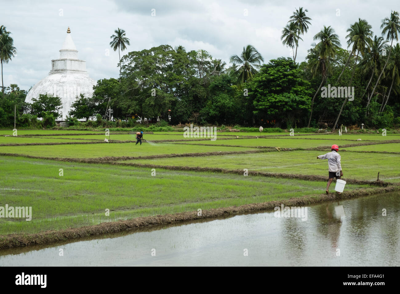 Mettre un pesticide sur une culture de riz avec raja maha vihara Banque ...
