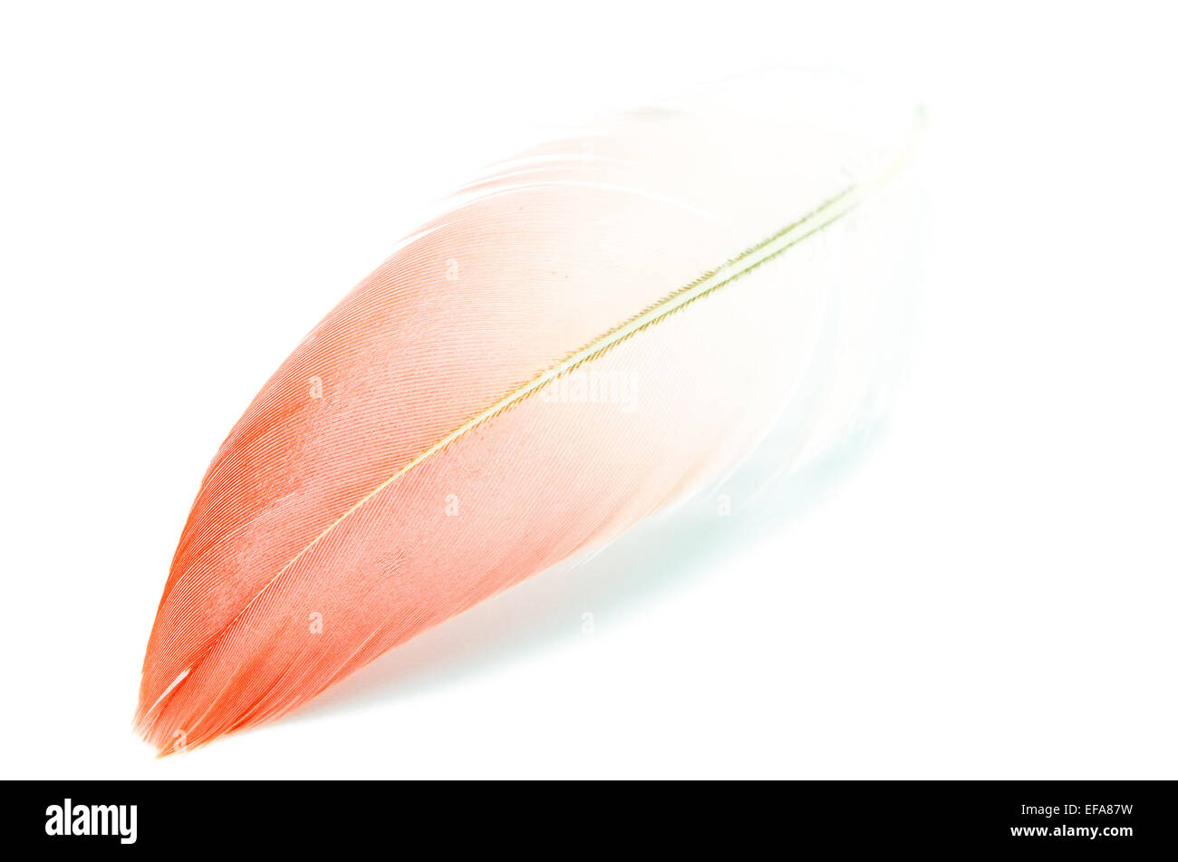 Flamingo feather isolé sur fond blanc Banque D'Images