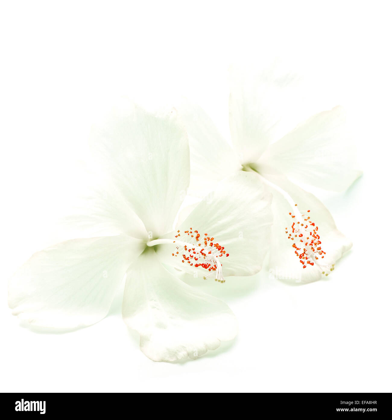 Fleur d'Hibiscus blanc isolé sur fond blanc Banque D'Images