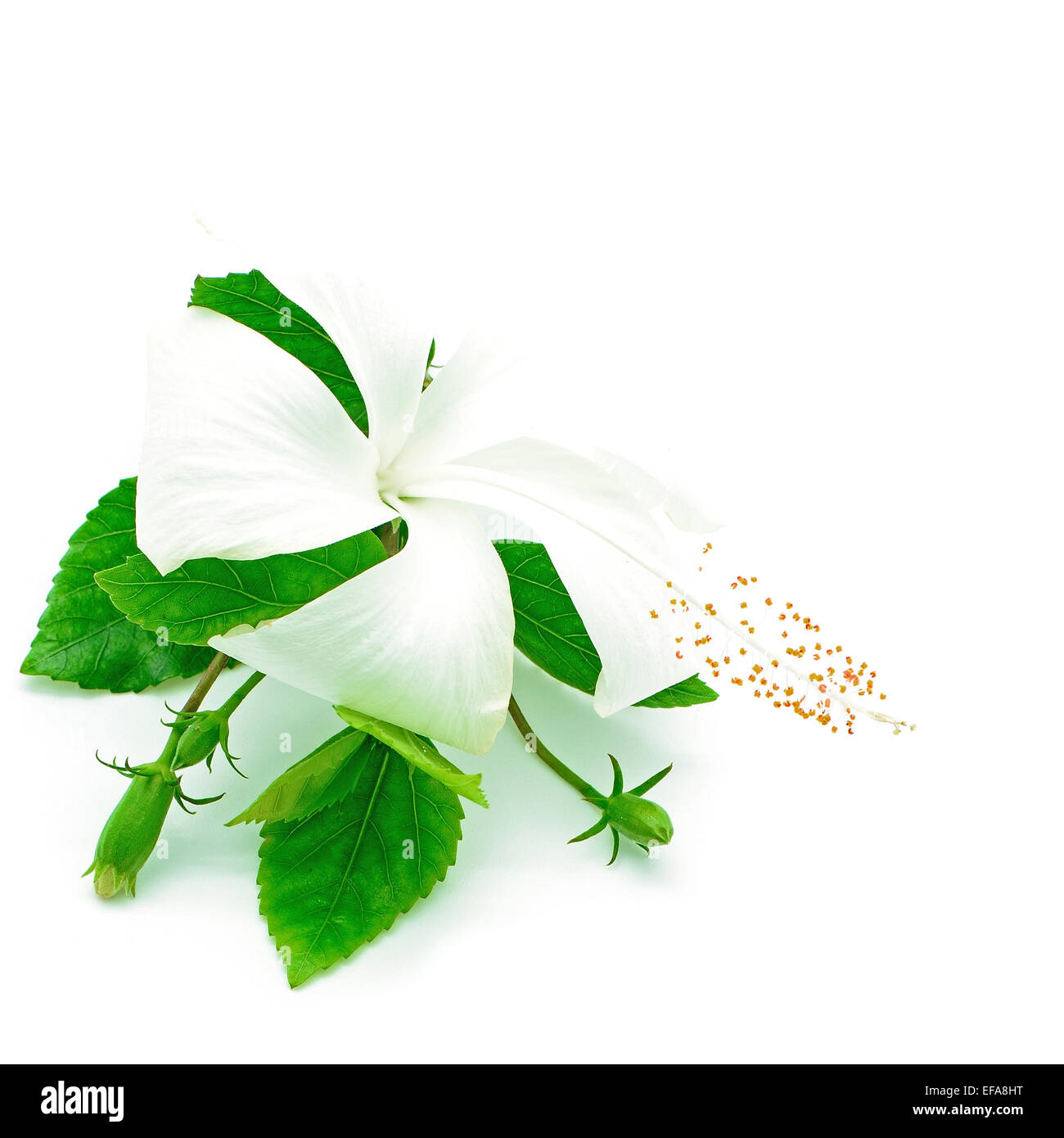 Fleur d'Hibiscus blanc isolé sur fond blanc Banque D'Images