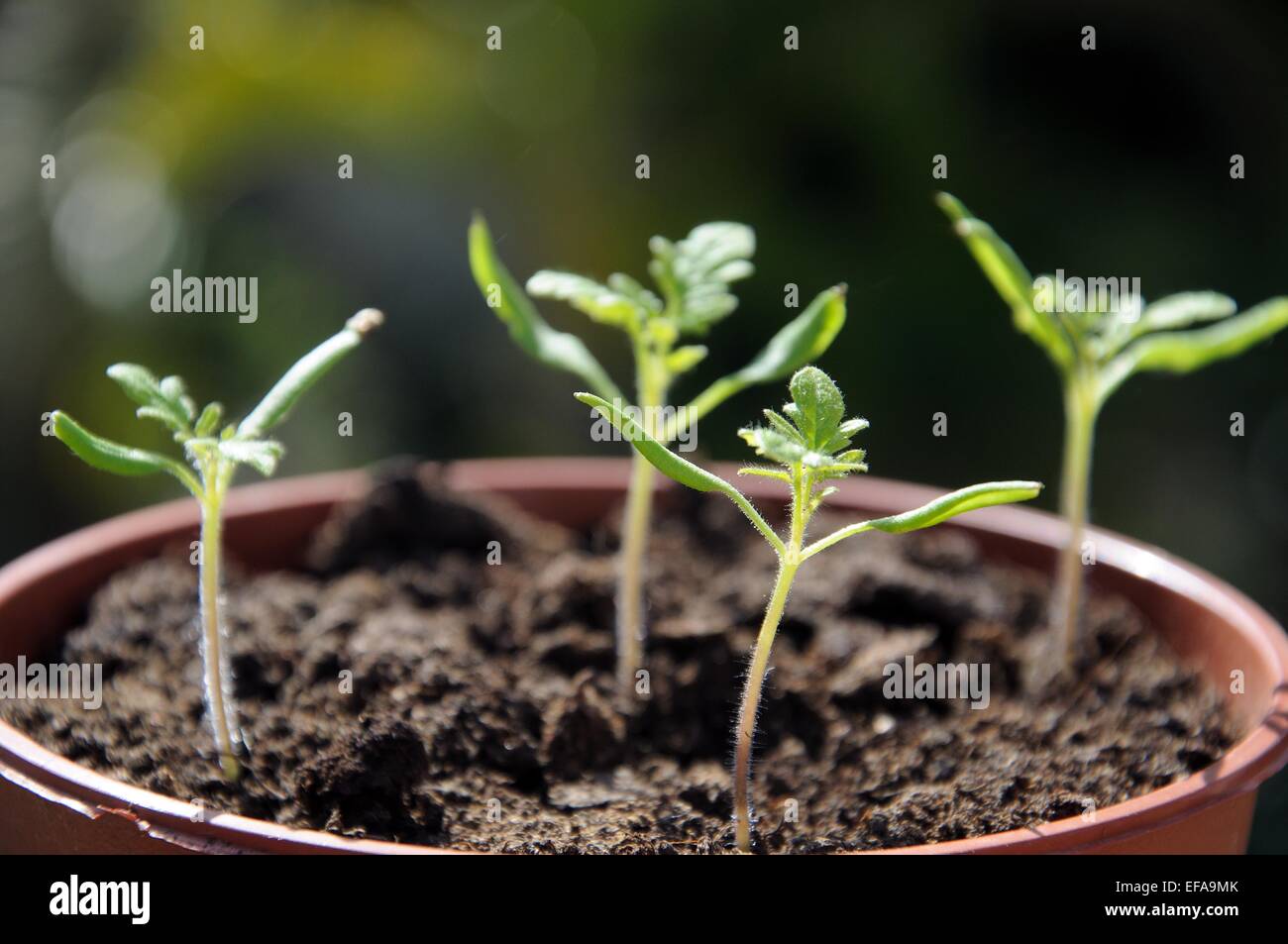 Les semis de tomates cerises Maskotka dans un pot en plastique. Banque D'Images