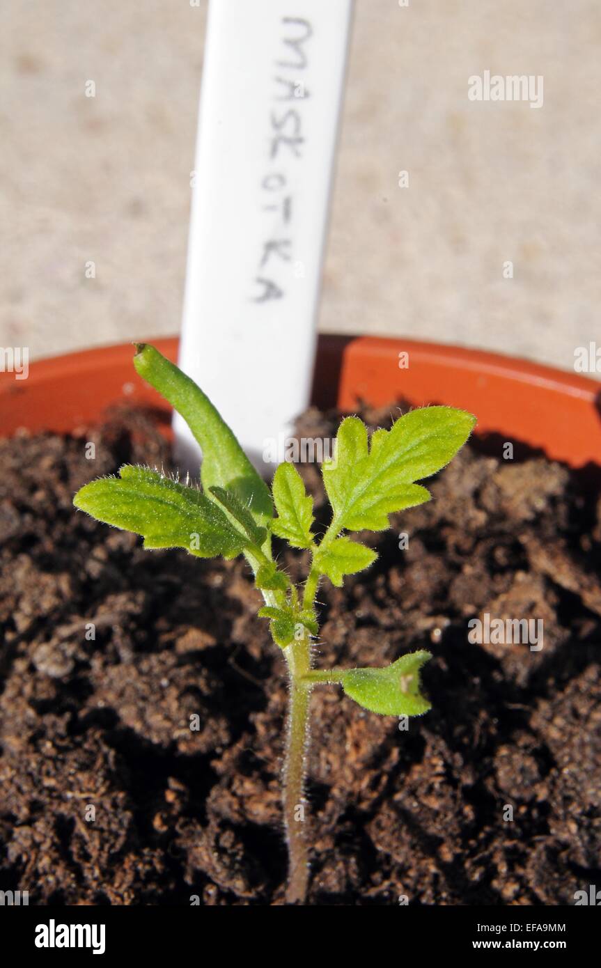 Des semis de tomates cerises Maskotka dans un pot en plastique. Banque D'Images