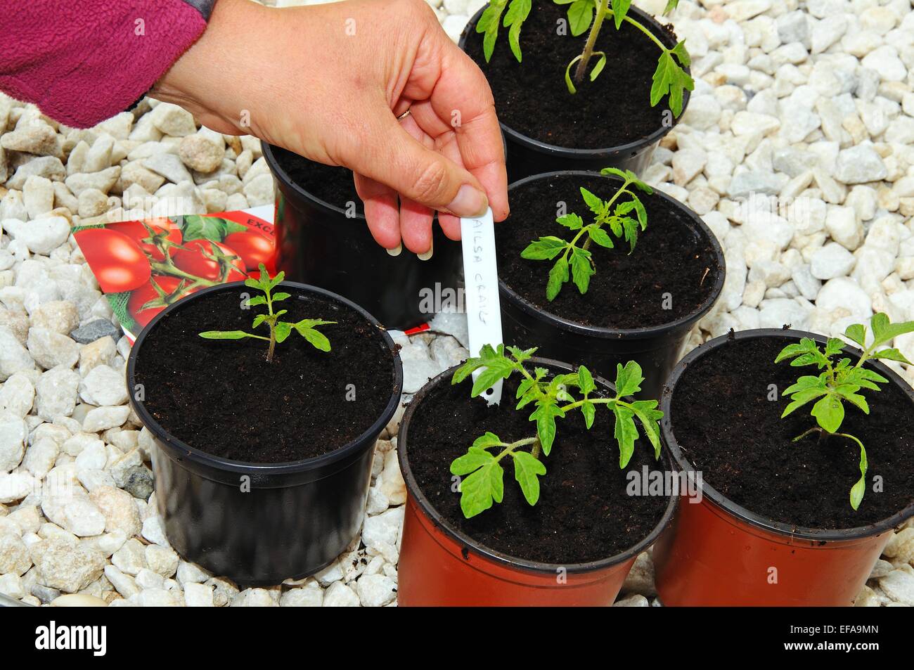 Rempotage Ailsa Craig et insertion des plantules de tomate plant stick label. Banque D'Images