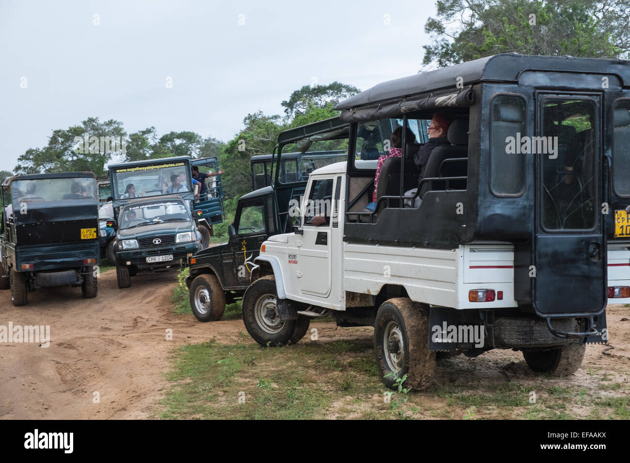 Les touristes dans des jeeps des embouteillages tout en chassant la faune, en particulier le léopard,en boîtes de véhicules.Parc national de Yala, au Sri Lanka. Banque D'Images