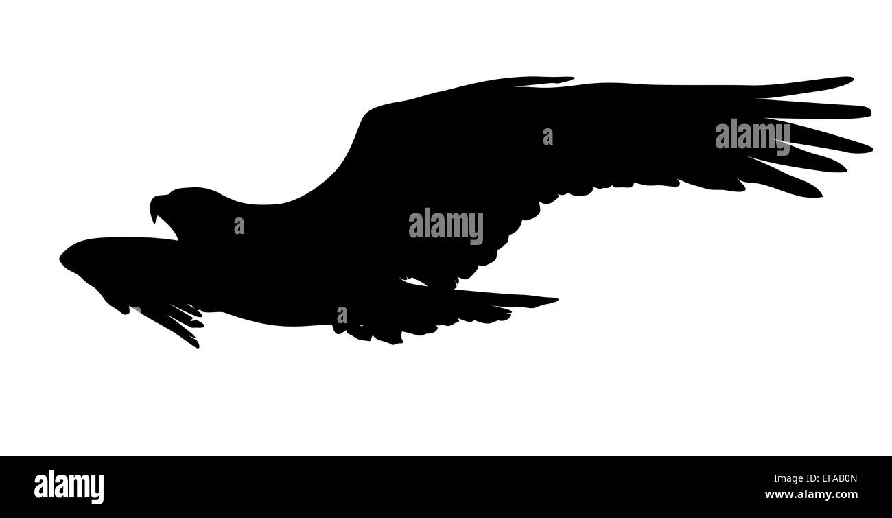 Flying Eagle vector silhouette. Spe8 Banque D'Images