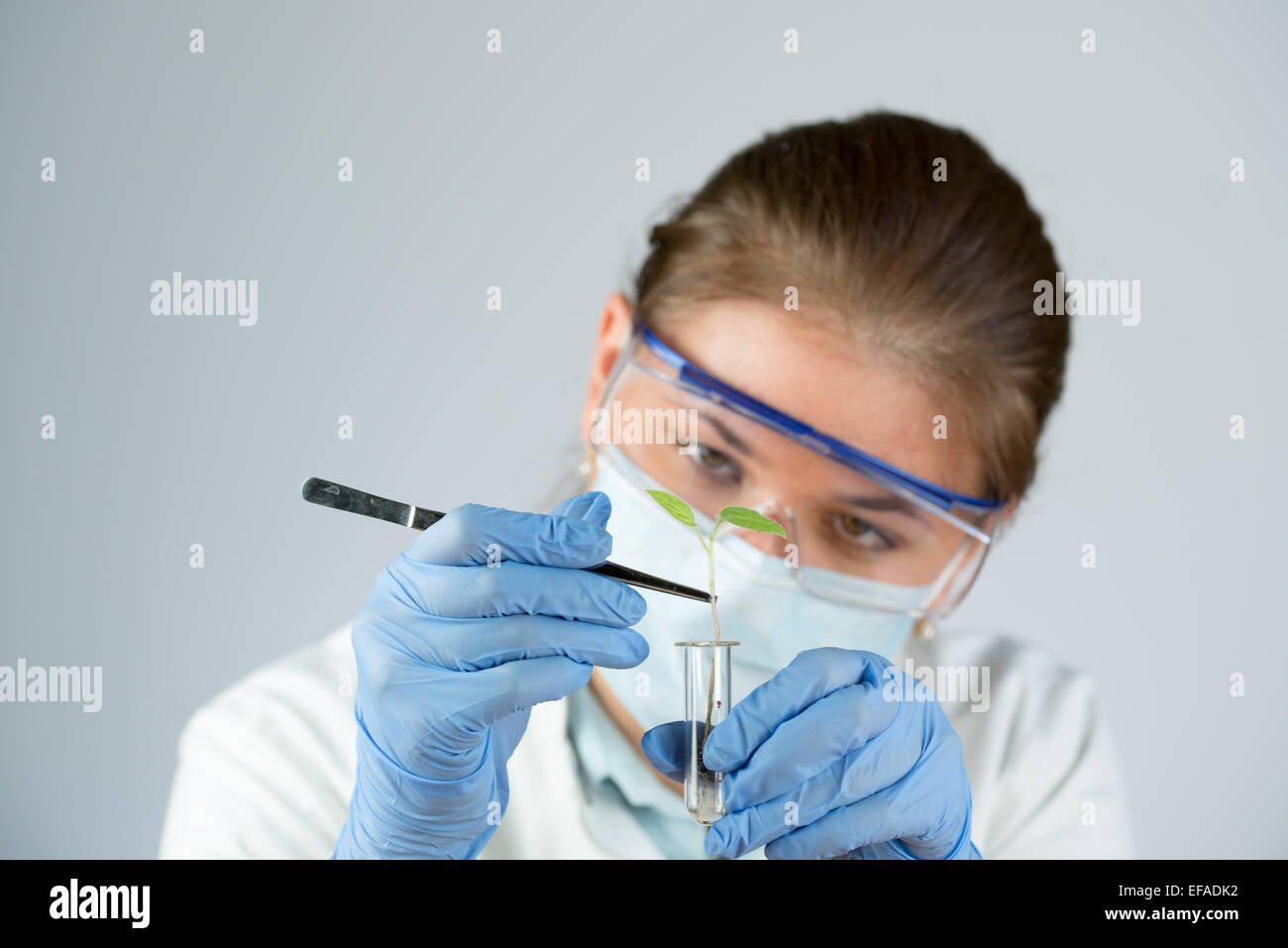 Female scientist wearing blue de gants et de lunettes et holding green plant in tweezers Banque D'Images