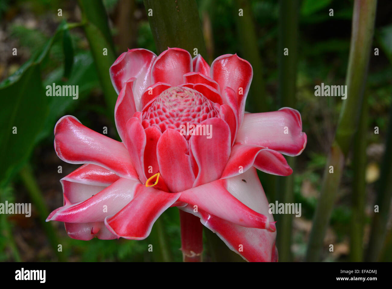 Porcelaine (Etlingera elatior), fleur, Réunion Banque D'Images