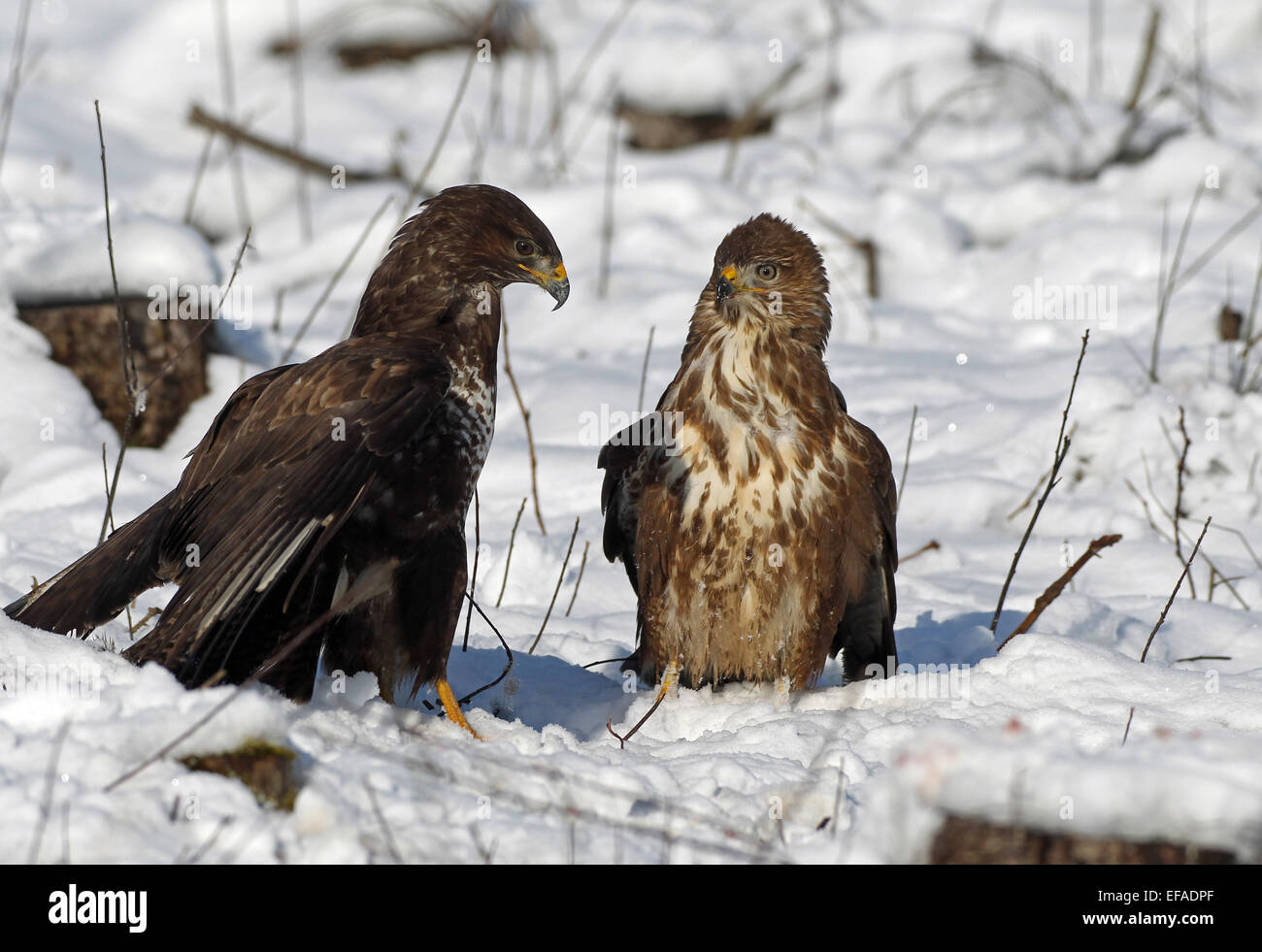 Buses variables (Buteo buteo) dans la neige, brun foncé et brun clair color morph, Allgäu, Bavière, Allemagne Banque D'Images