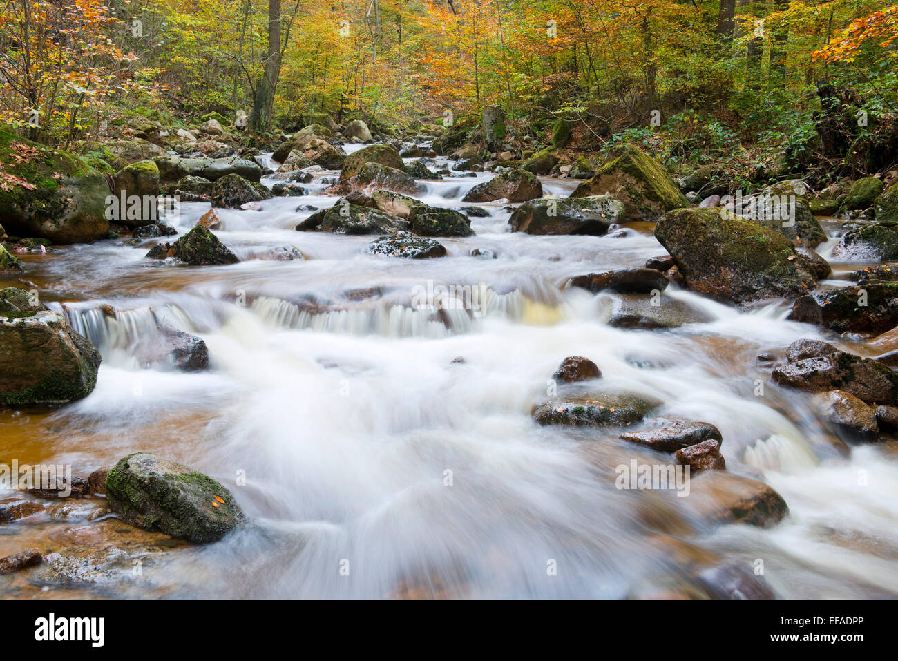 Rivière de montagne Ilse en automne, Ilse Vallée, Harz, Saxe-Anhalt, Allemagne Banque D'Images