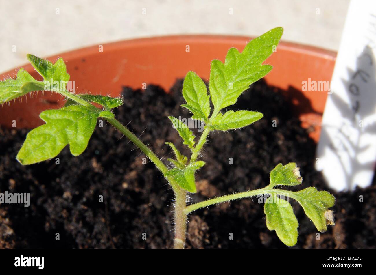 Des semis de tomates cerises Maskotka dans un pot en plastique. Banque D'Images