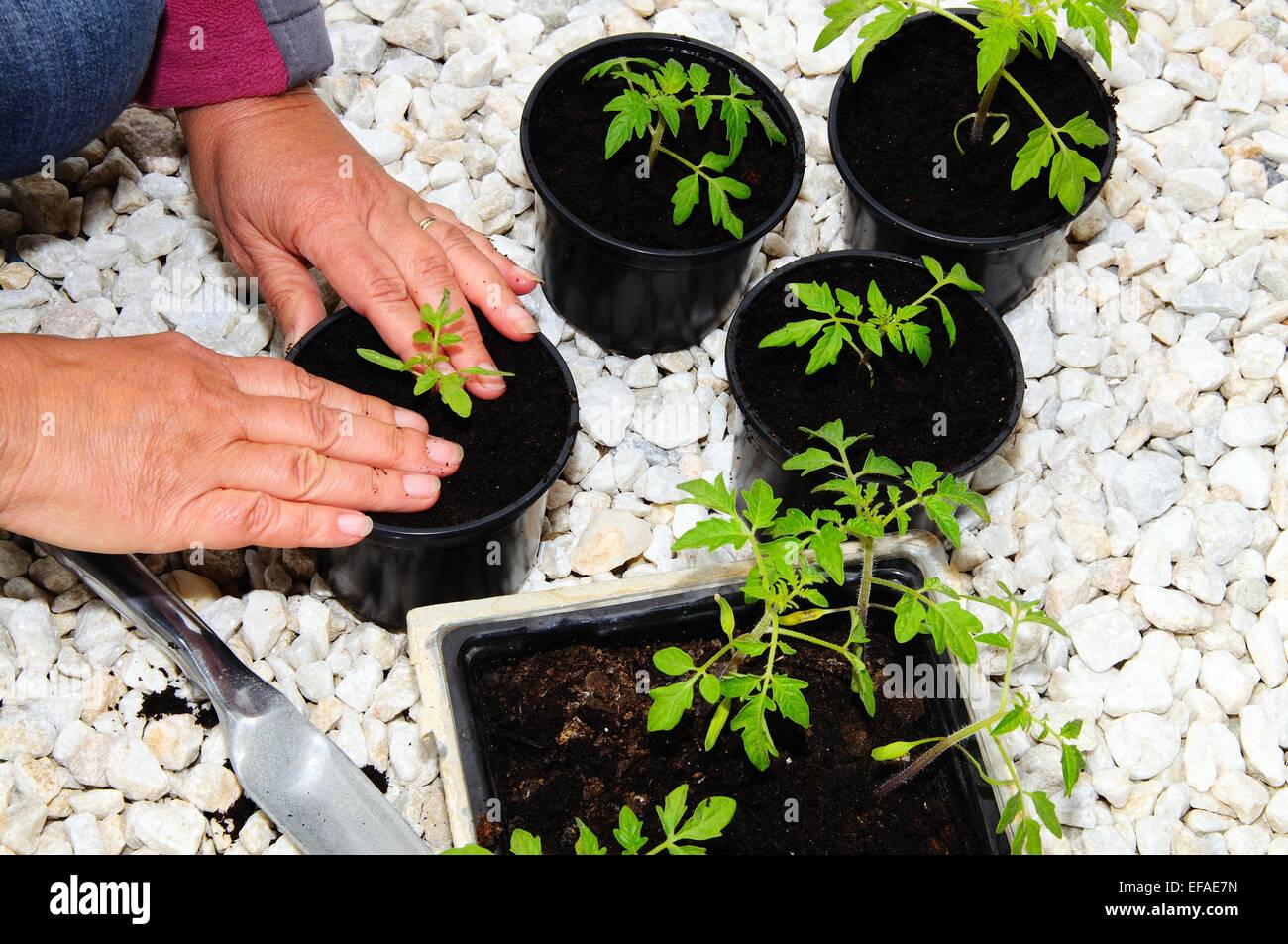 Rempotage Ailsa Craig semis de tomates. Banque D'Images