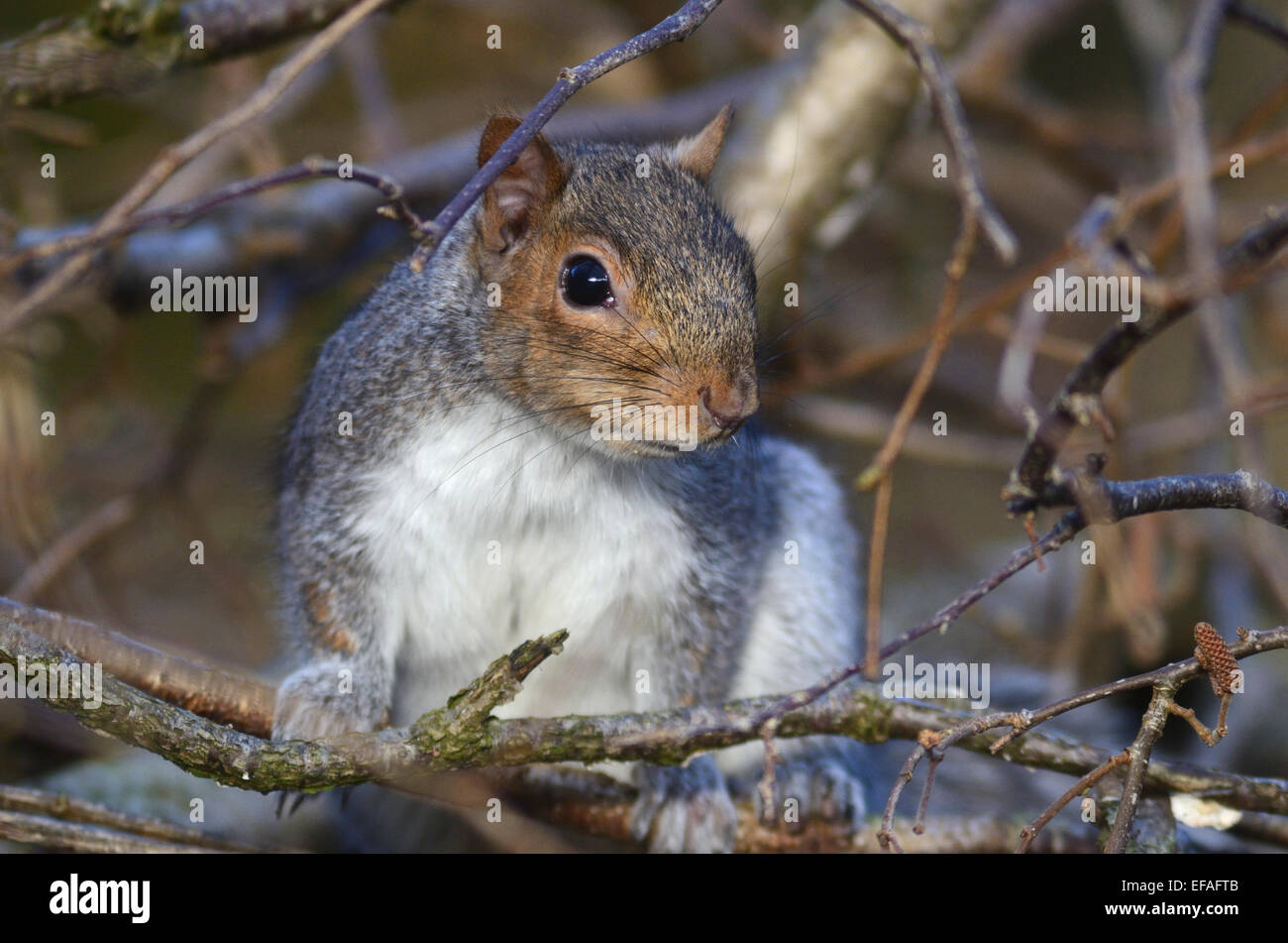 Un écureuil gris dans un arbre UK Banque D'Images