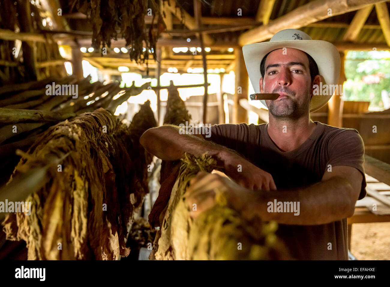 Producteur de tabac Luis Alvares Manne Rodrigues fumer un havane, ferme de tabac, Vallée de Vinales, Vinales Banque D'Images
