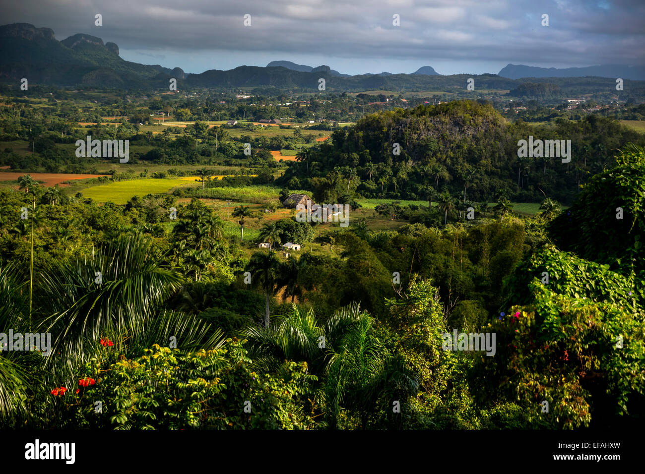 Les champs de tabac et les montagnes karstiques des mogotes, Valle de Vinales, Viñales, province de Pinar del Rio, Cuba Banque D'Images