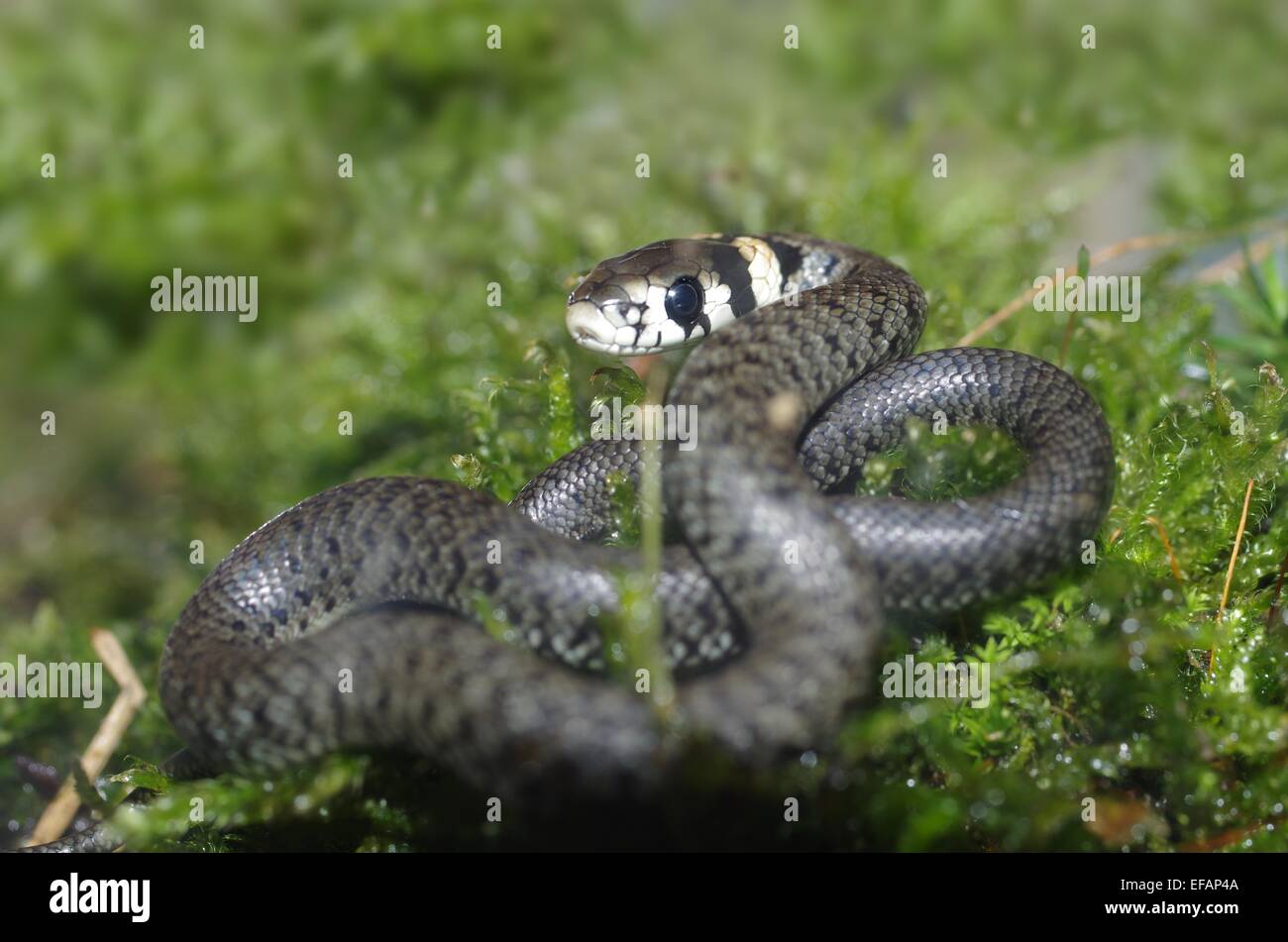 Grass snake sur fond de mousse Banque D'Images