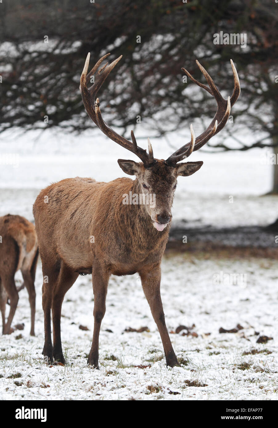 Nottingham, Royaume-Uni. 29 janvier, 2015. Mâle mature (stag ou hart) Red Deer (Cervus elaphus) dans la neige à Deer Park à Nottingham Wollaton Crédit : Pete Jenkins/Alamy Live News Banque D'Images