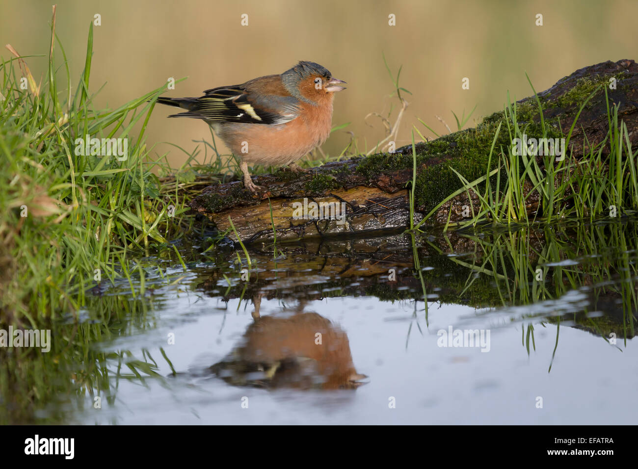 Chaffinch sur un journal par un bassin avec le reflet dans l'eau Banque D'Images
