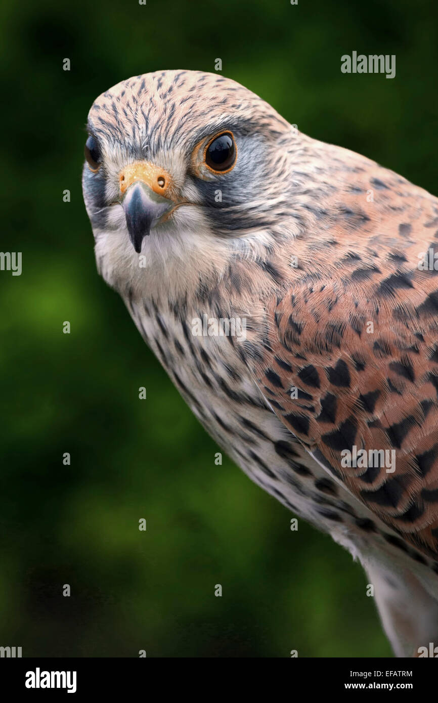 Debout près d'un portrait isolé et kestrel femelle à l'avant trois quart du corps Banque D'Images