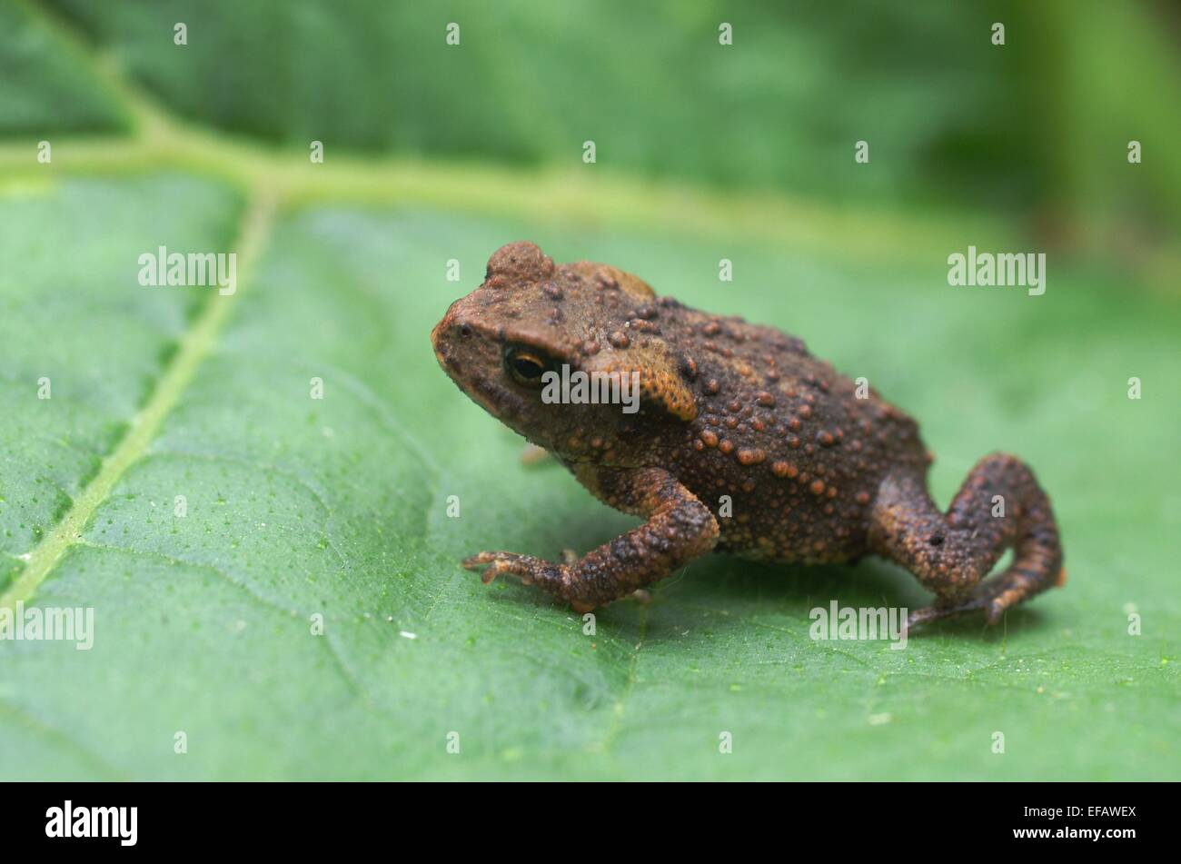 Jeune brun sur un crapaud vert feuille Banque D'Images