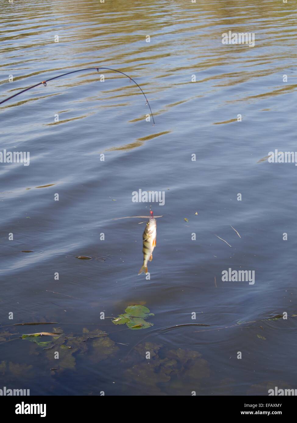 Percher sur canne à pêche sur le lac background Banque D'Images
