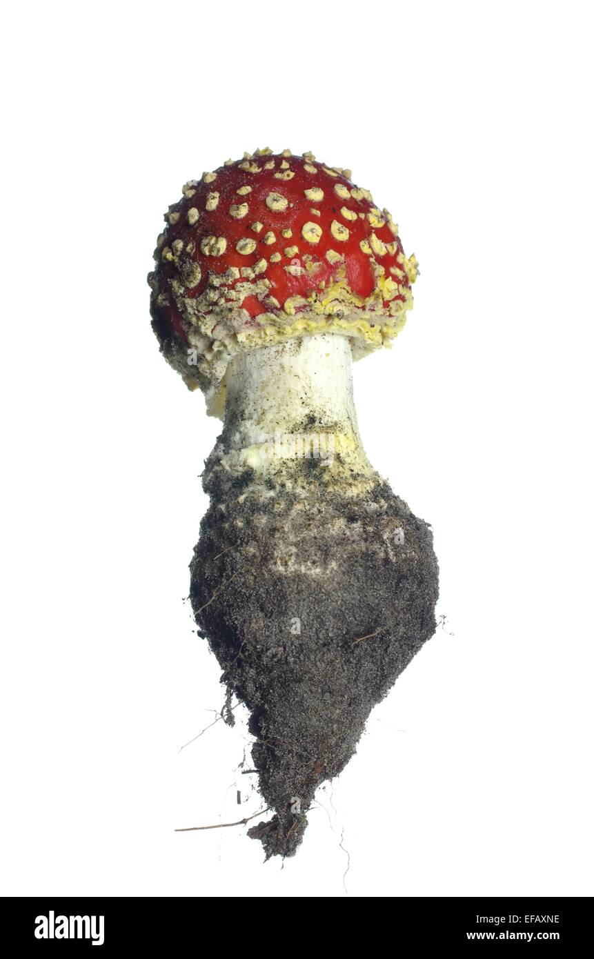Big croissant rouges champignon sur fond blanc Banque D'Images