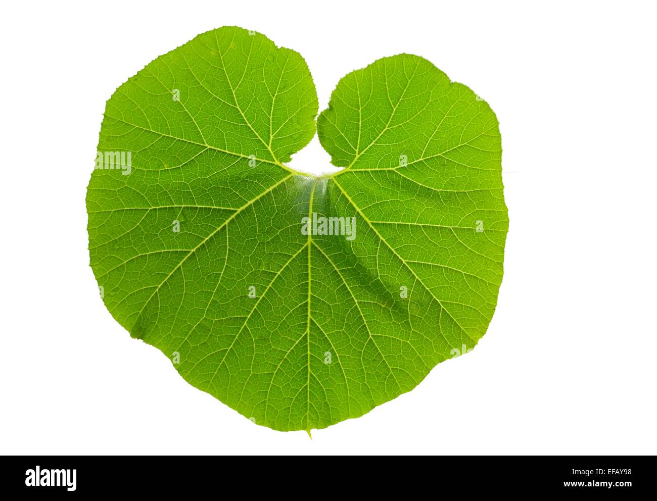 Citrouille en feuilles sur fond blanc Banque D'Images
