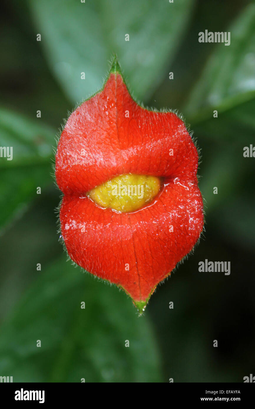 Les lèvres de Hooker alias Hot Lips Psychotria elata Banque D'Images
