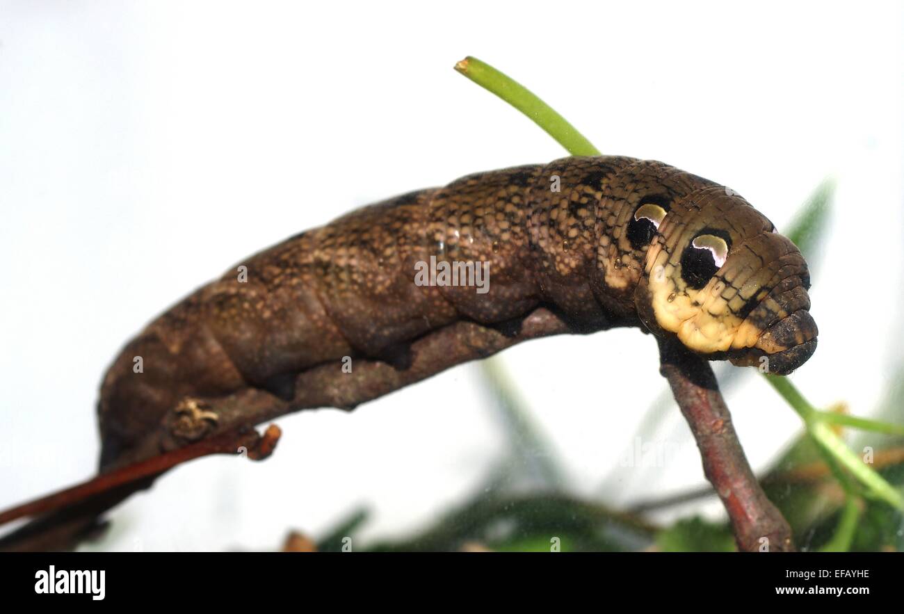 Catterpillar du cerura vinula sur fond blanc Banque D'Images