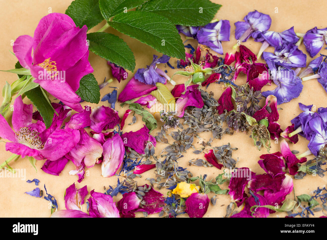 Fleurs, fleur, fleurs, fleurs, pétale, pétales, Blüten, Blumen, Kräuterernte Blütenblätter, Ernte, Trocknen, essbare Blüten, Banque D'Images