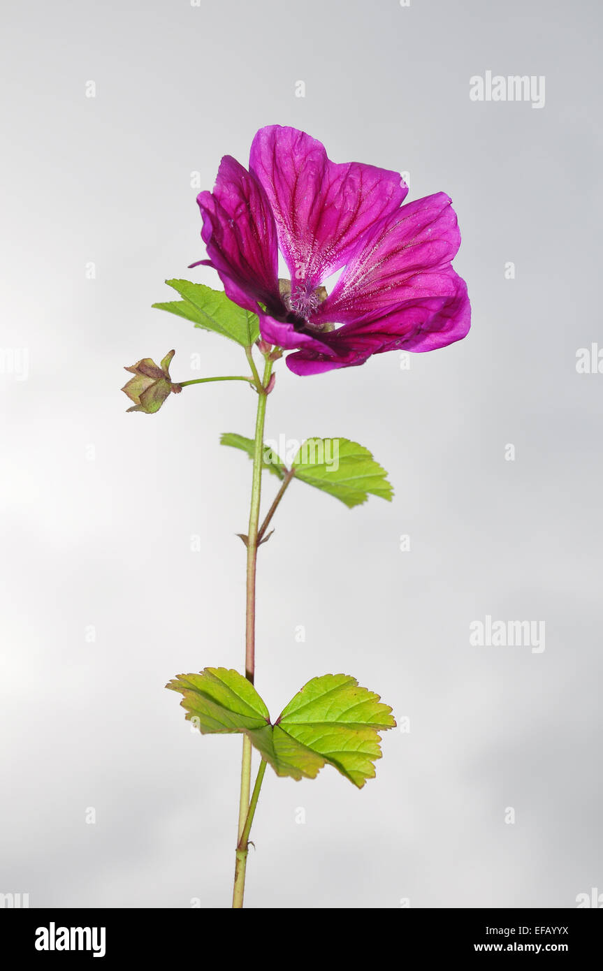 (Mauve Malva sylvestris mauritiana) Banque D'Images