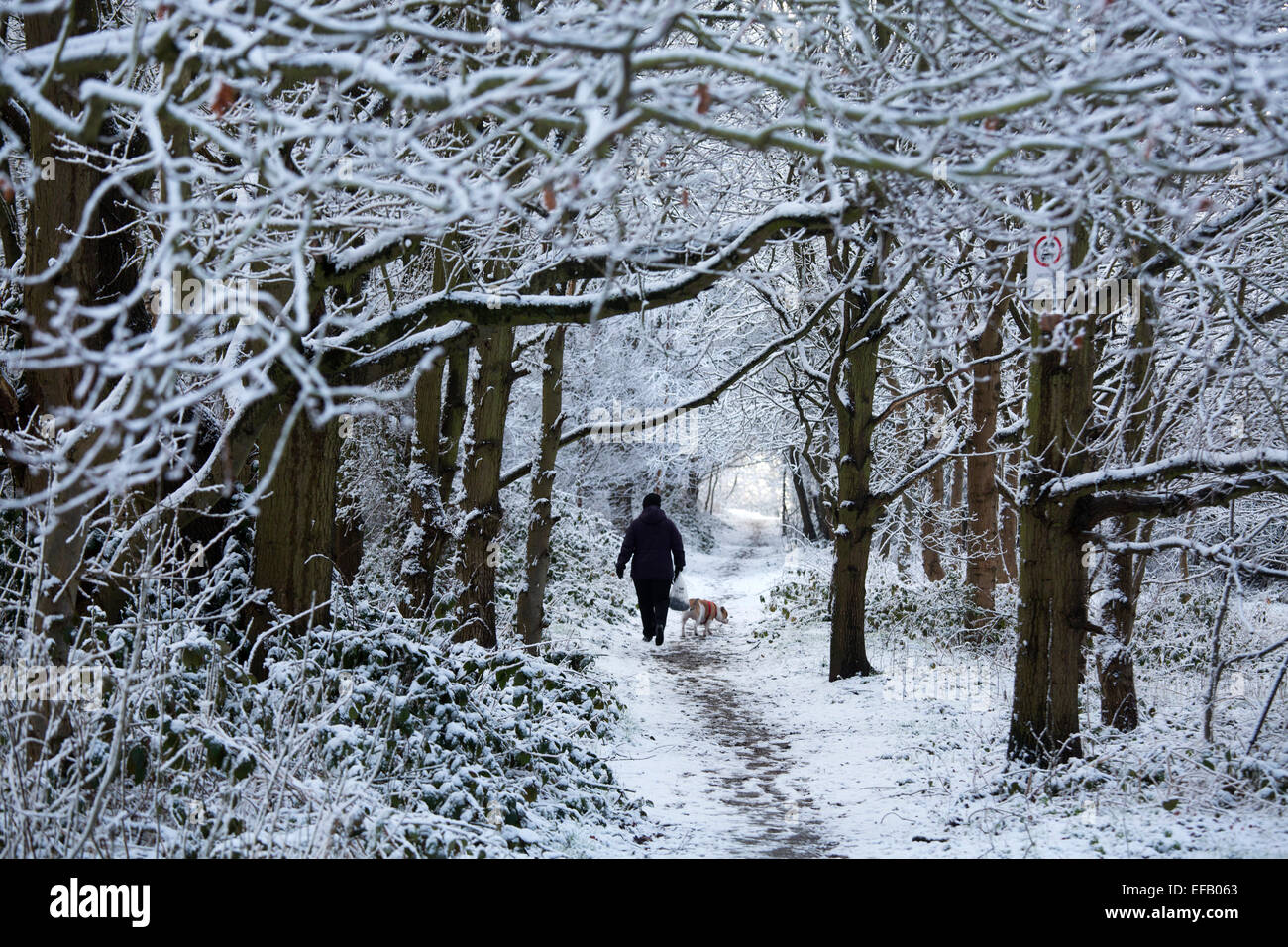 La neige a couvert Baddesley Ensor en Amérique du Warwickshire, Royaume-Uni. Une femme entre son chien à travers les arbres couverts de neige dans la région de Keys Hill. Banque D'Images