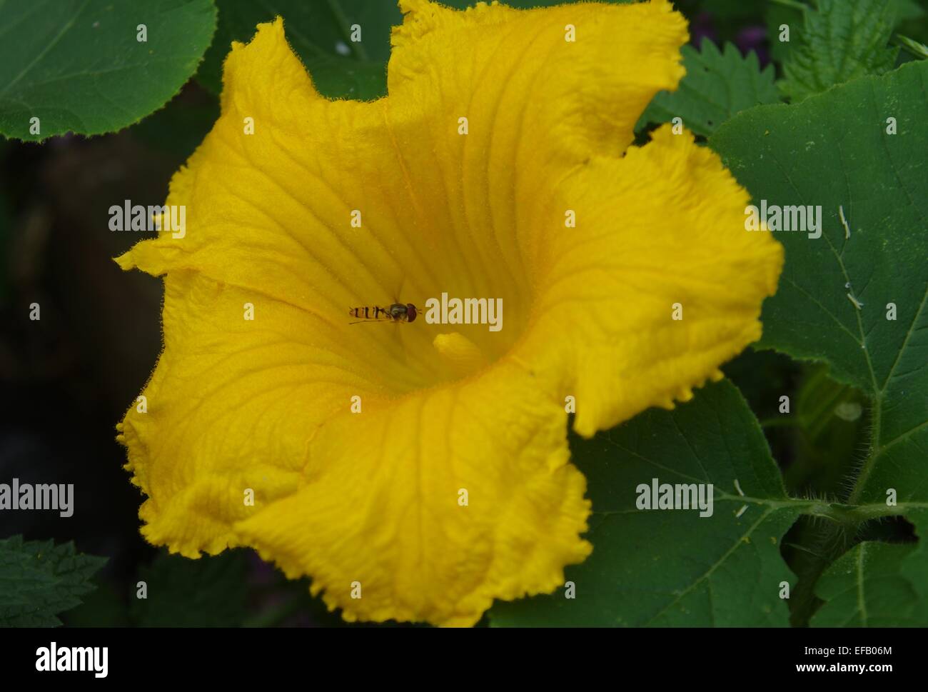 Belle fleur jaune citrouille développé avec fly Banque D'Images