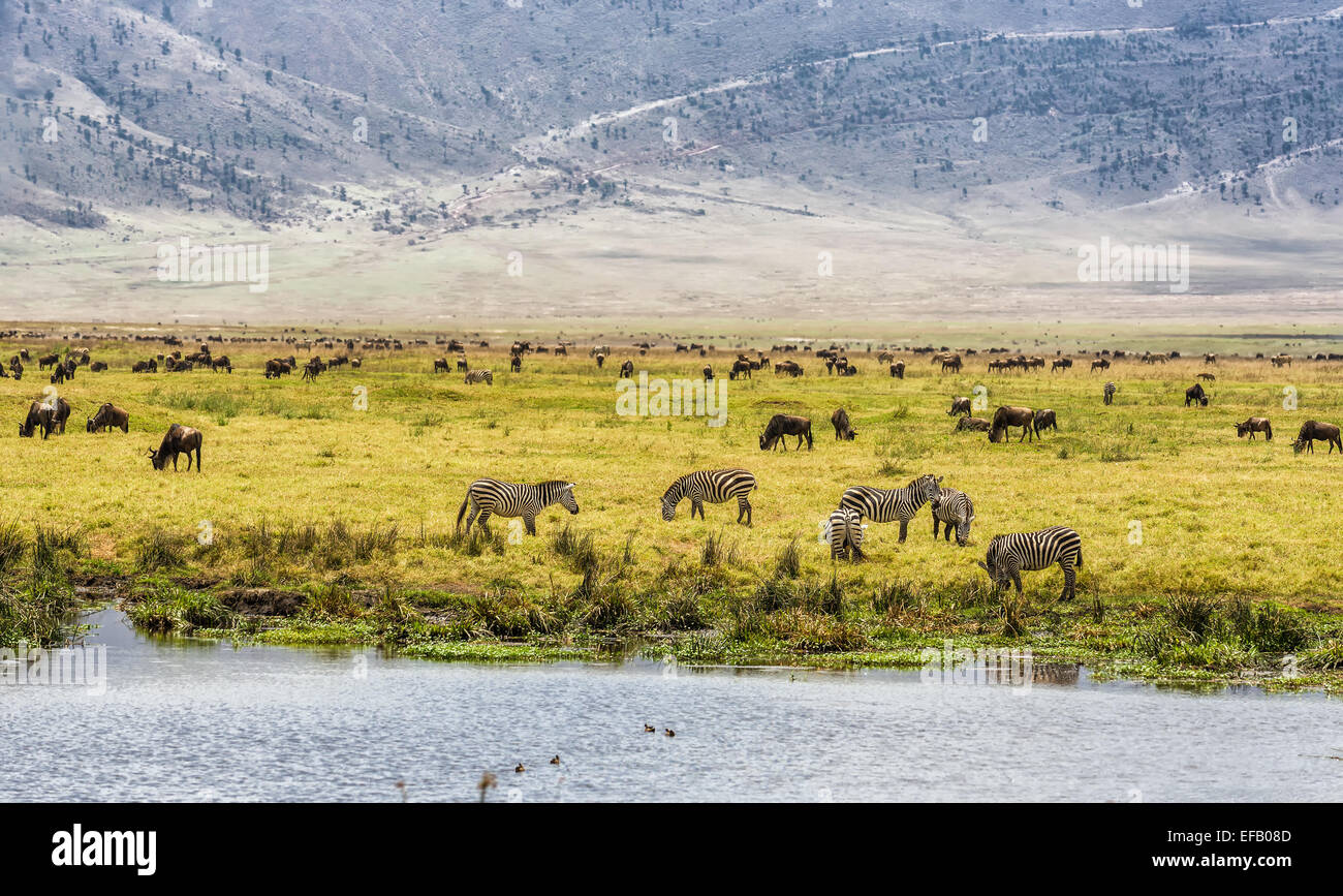Les troupeaux de gnous et zèbres dans le cratère du Ngorongoro, Tanzanie Banque D'Images