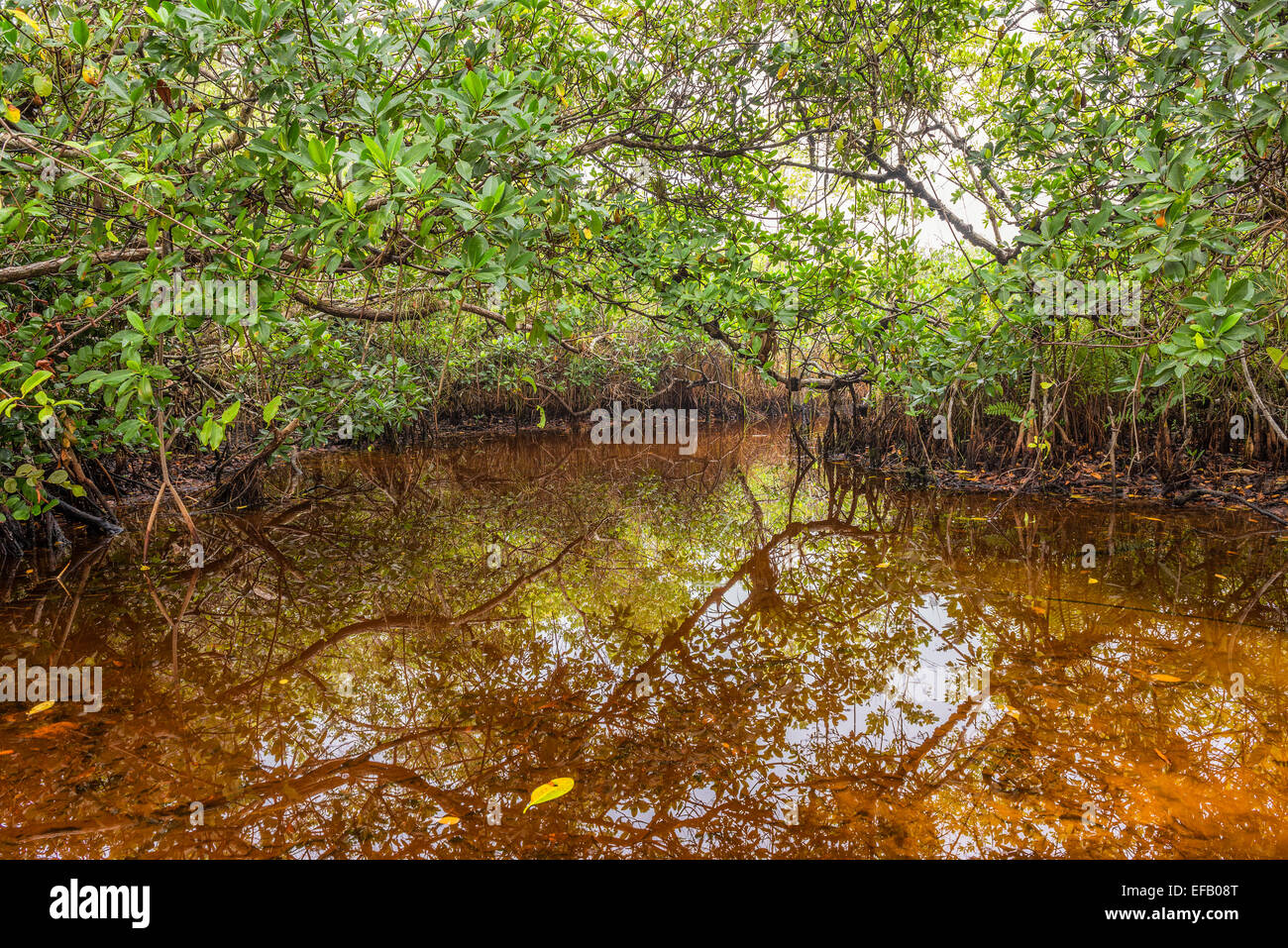 Mangrove dans le parc national des Everglades, Floride Banque D'Images