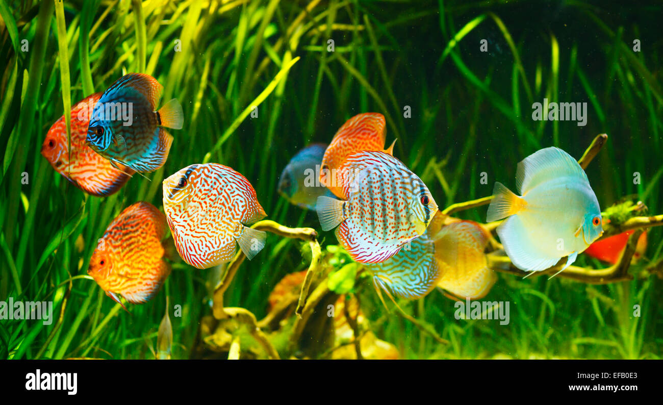Poisson discus Banque de photographies et d’images à haute résolution