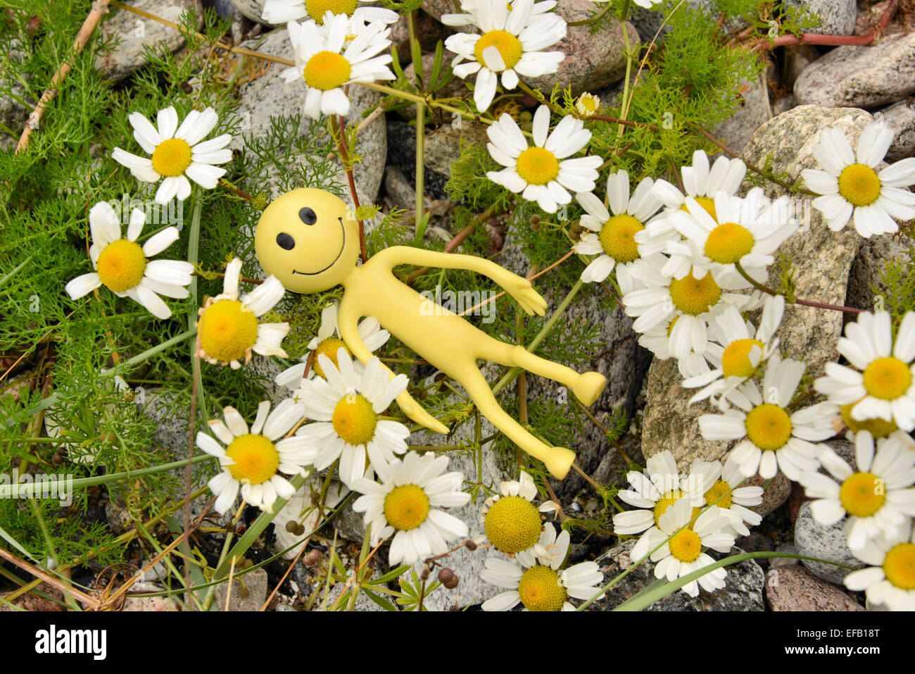 Smiley jaune Homme en vacances dans les îles Hébrides - Ici il ment parmi les célèbres "machair" fleurs - Camomille des Mer Banque D'Images