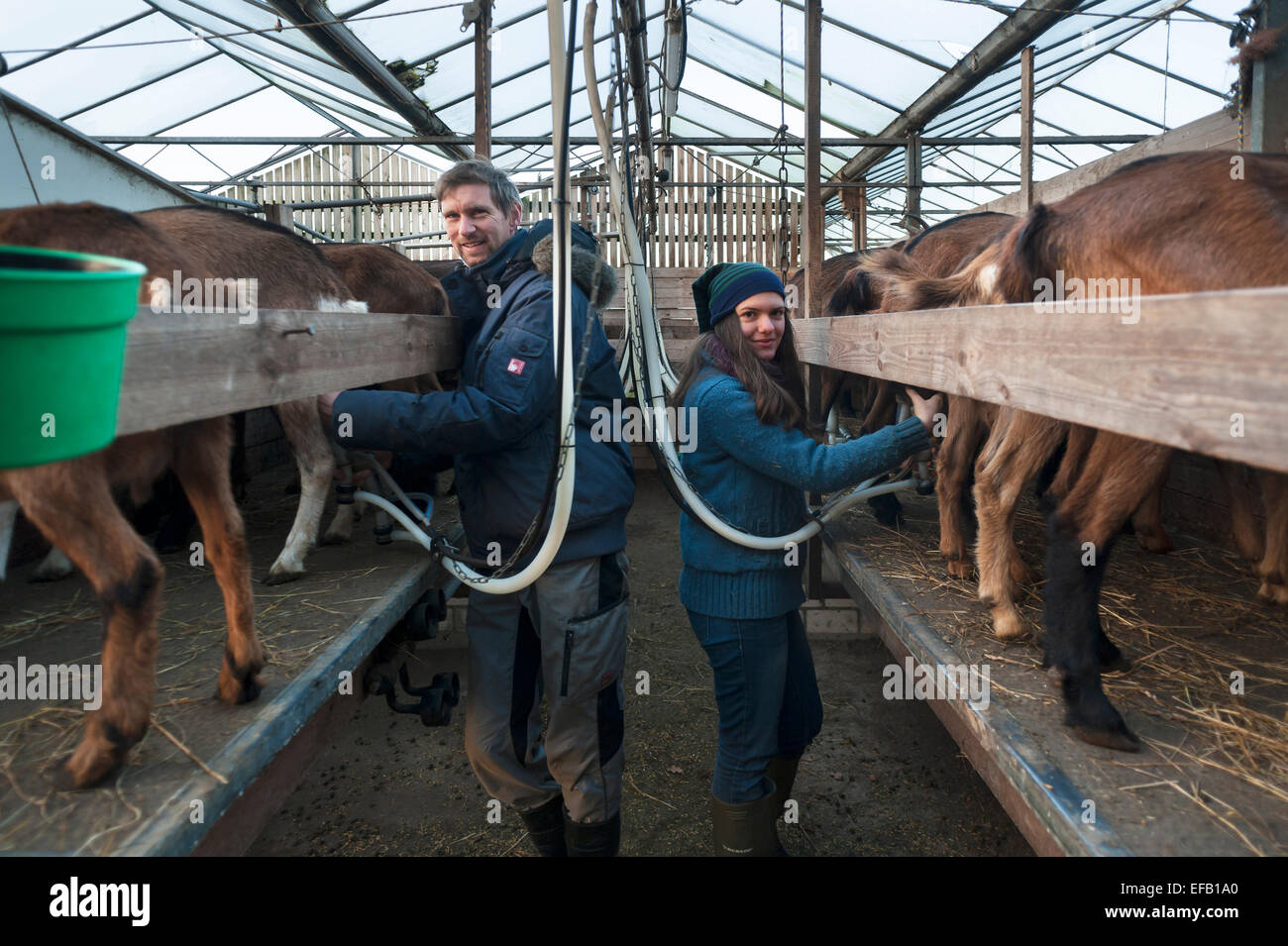 Jeune agriculteur et sa fille chèvres laitières, Othenstorf, Mecklembourg-Poméranie-Occidentale, Allemagne Banque D'Images