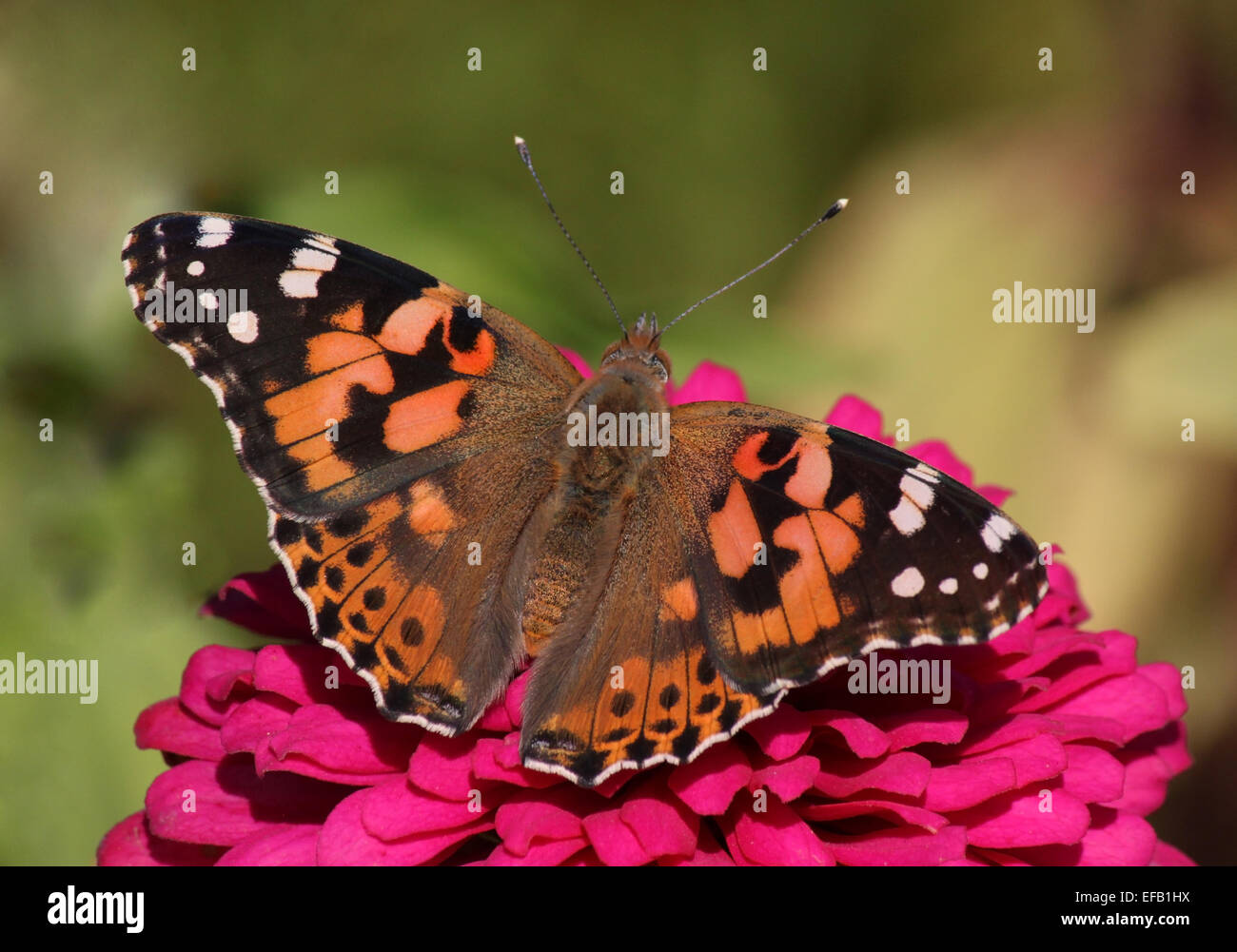 Close up of Painted Lady butterfly sur zinnia fleur Banque D'Images