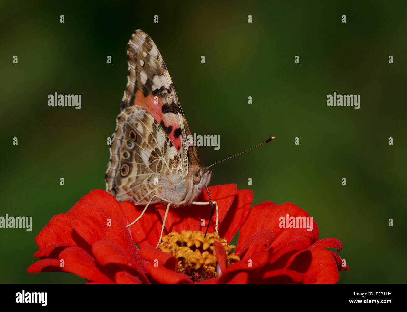 Close up of Painted Lady butterfly sur zinnia fleur Banque D'Images