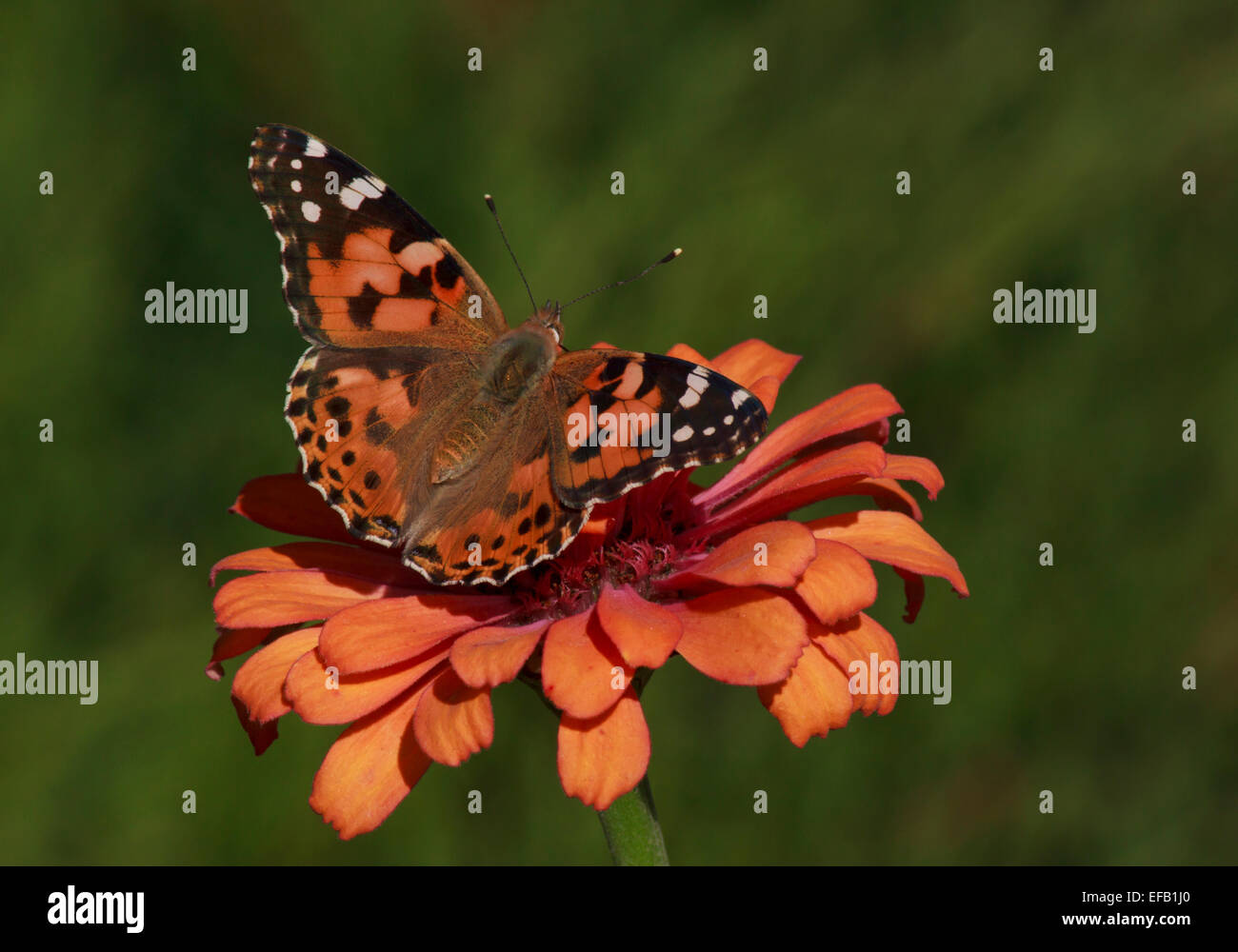 Close up of Painted Lady butterfly sur zinnia fleur Banque D'Images