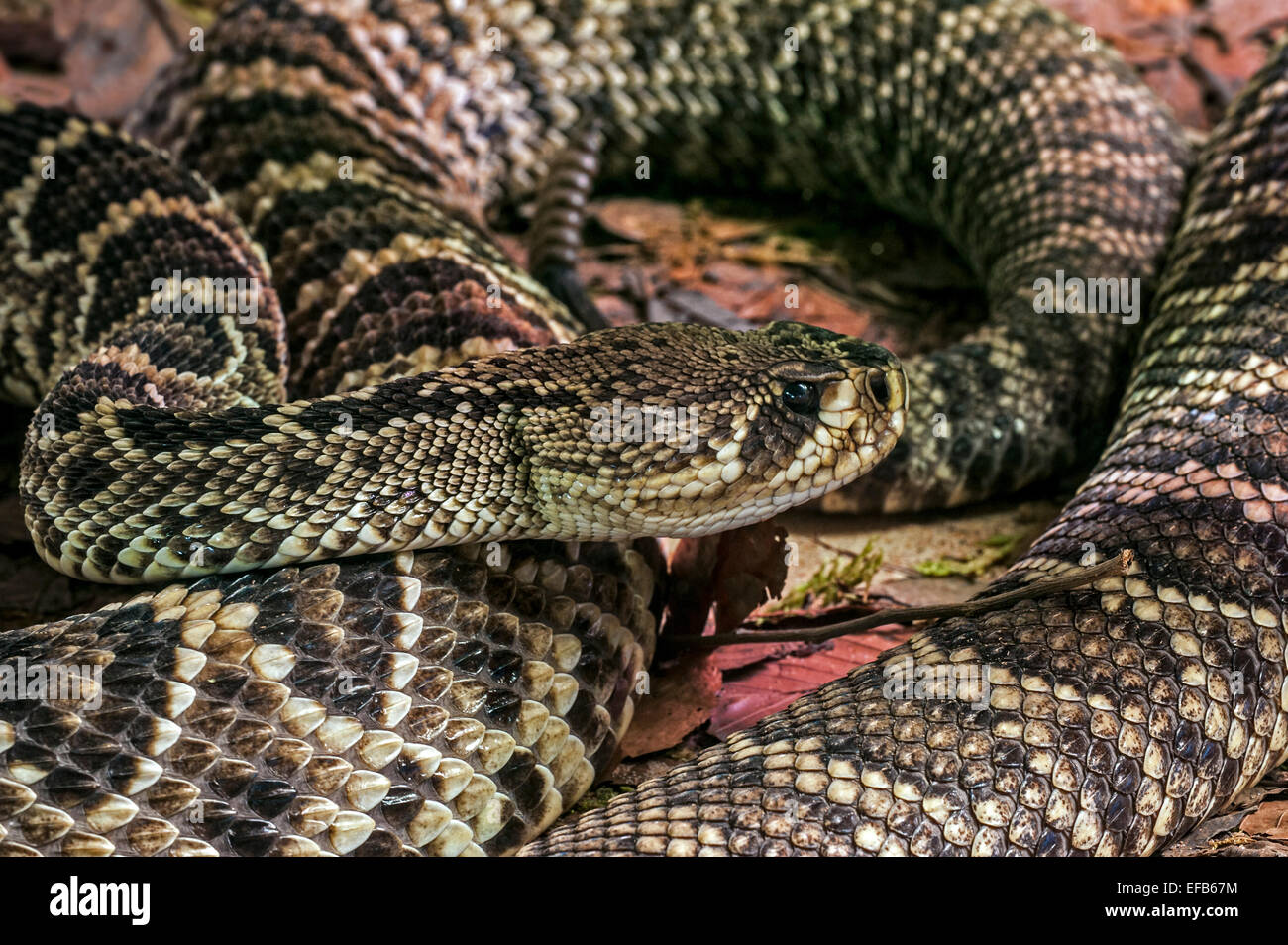 Diamondback l'Est / Eastern Massasauga Rattlesnake adossés à des diamants (Crotalus adamanteus), sud-est des États-Unis Banque D'Images