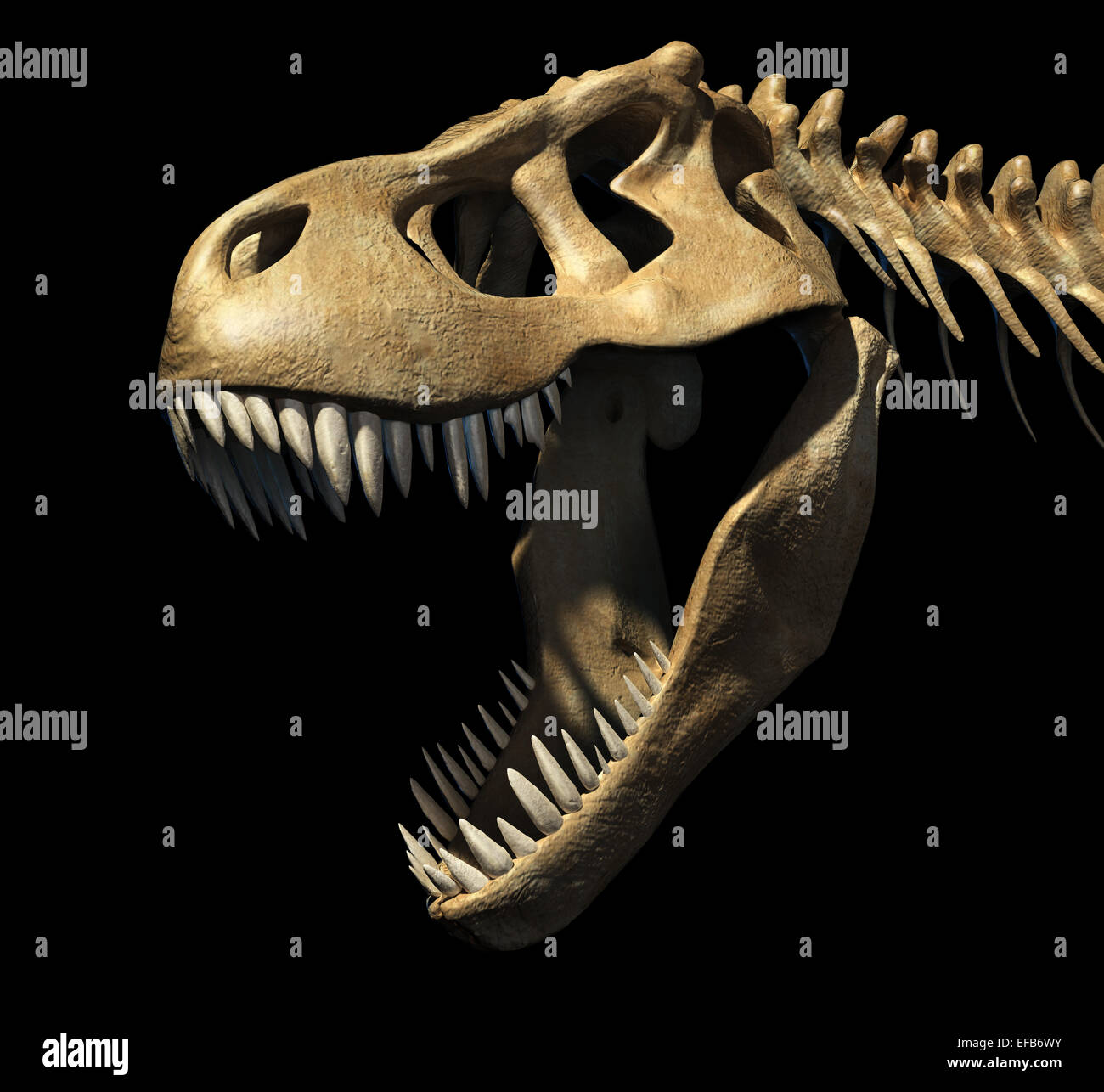 T-Rex crâne close-up. Sur fond noir. Chemin de détourage inclus. Banque D'Images