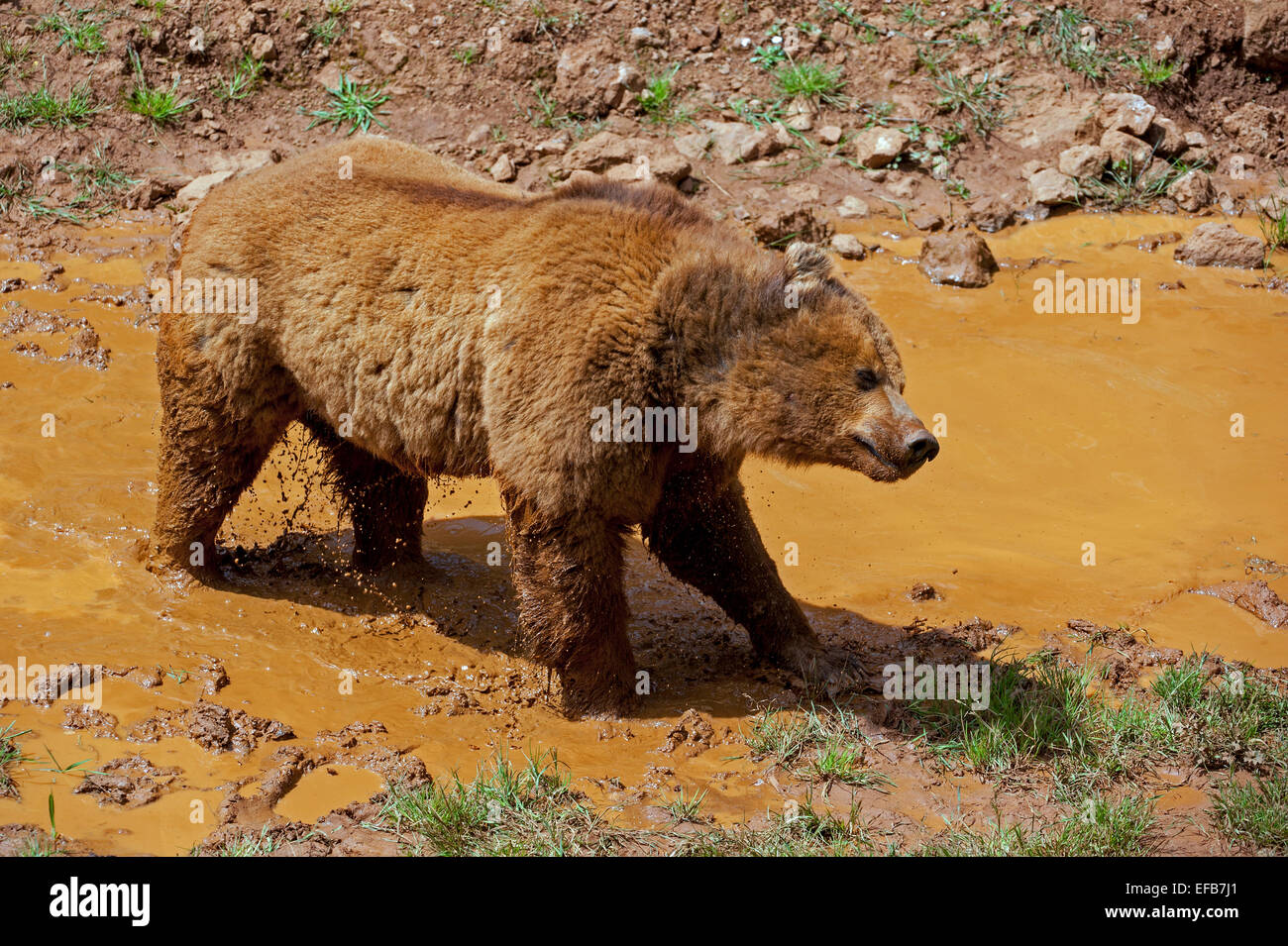 Eurasian ours brun (Ursus arctos arctos) se lever après refroidissement dans mudpool Banque D'Images