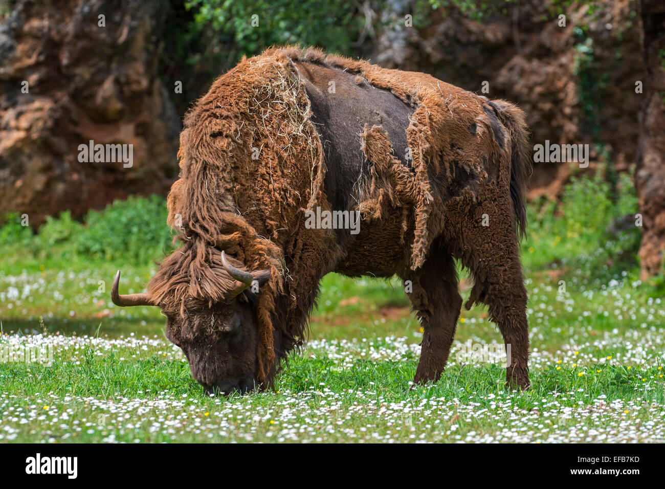 La mue bison d'Europe / Bison (Bison bonasus) herbe de pâturage en pâturage au printemps Banque D'Images
