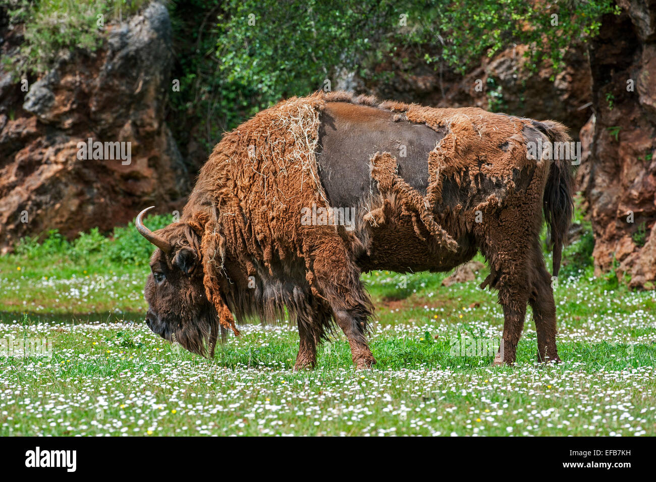 La mue bison d'Europe / Bison (Bison bonasus) herbe de pâturage en pâturage au printemps Banque D'Images
