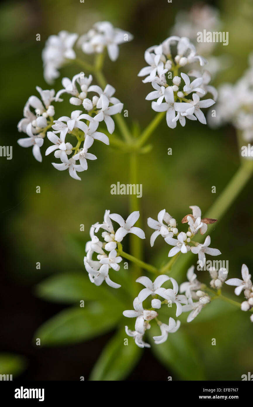 Sweet woodruff / wild Baby's Breath / master of the Woods (Galium odoratum / asperula odorata) en fleurs Banque D'Images