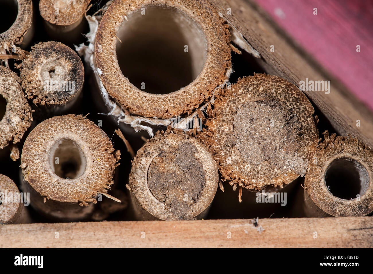 Lot De 200 Manchons De Nidification - Tubes Pour Abeilles - Aide à La Nidification Des... | Bol