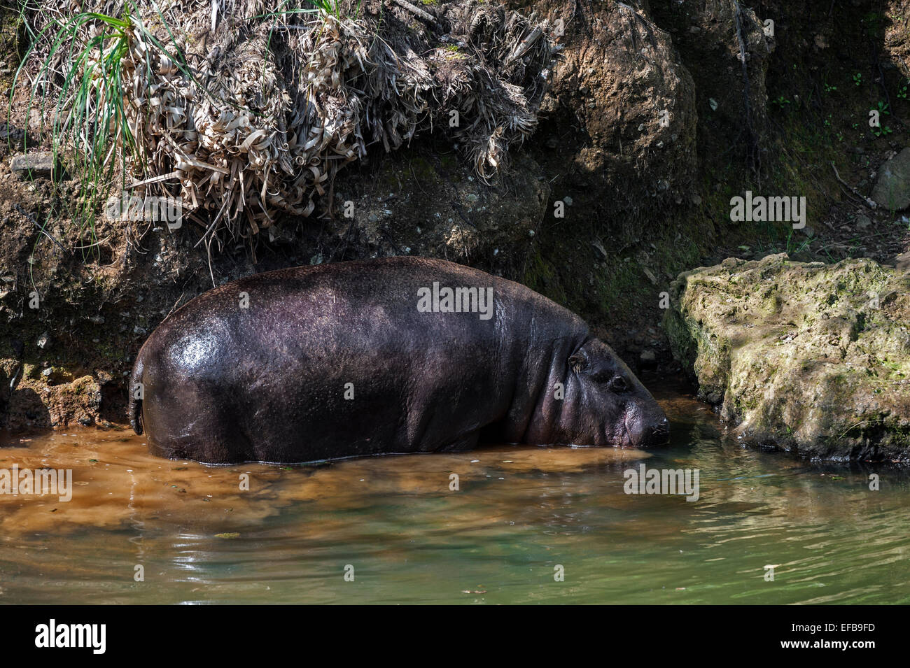 (Hippopotame pygmée Choeropsis liberiensis / Hexaprotodon liberiensis), le long de la Banque mondiale, originaire d'Afrique de l'Ouest Banque D'Images